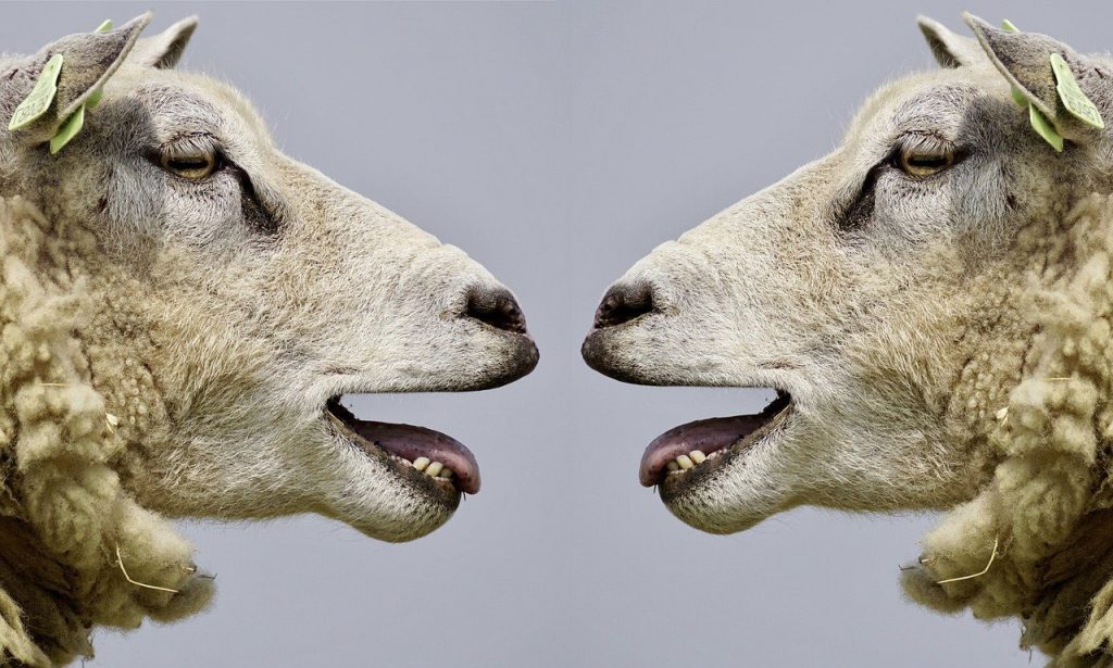 Arguing sheep