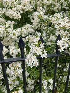 Kensington Garden flowers
